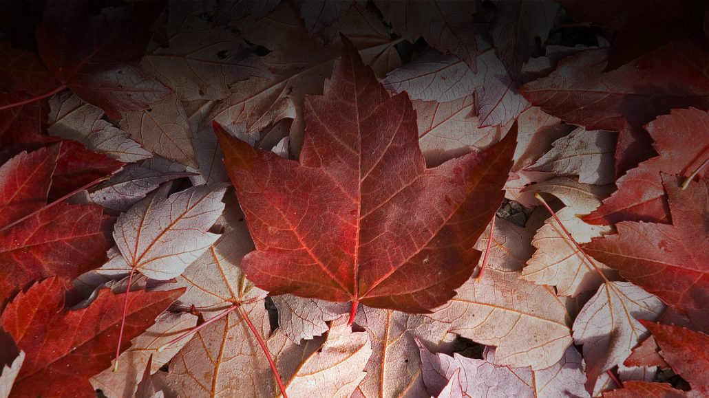 Autumn-leave-Canada-Banner